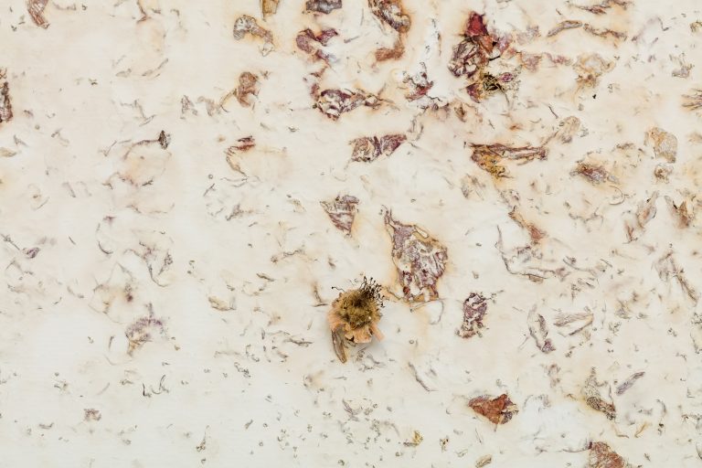 detail from natures n.2, dried roses (collected), wall paint and glue on wood, 93,5 x 207 cm, 2018